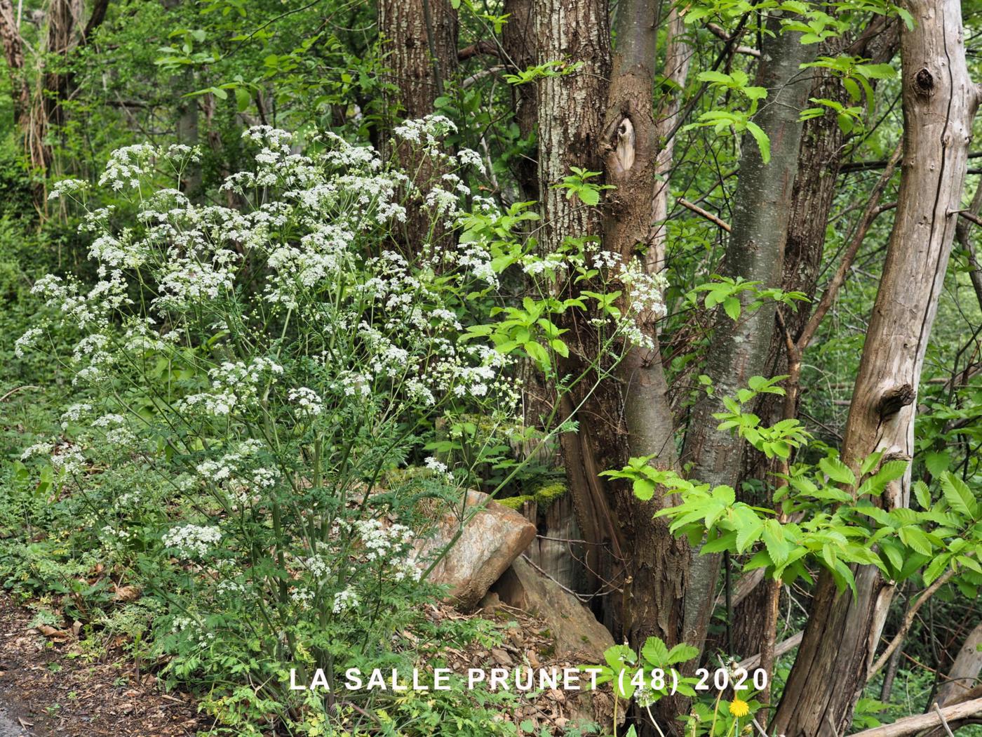 Cow Parsley plant